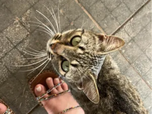 Gato raça SRD-ViraLata idade 2 anos nome Jade