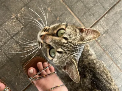 Gato raça SRD-ViraLata idade 2 anos nome Jade