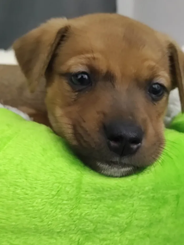 Cachorro ra a SRD-ViraLata idade Abaixo de 2 meses nome Amora