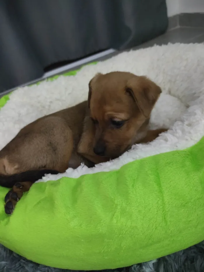 Cachorro ra a SRD-ViraLata idade Abaixo de 2 meses nome Amora