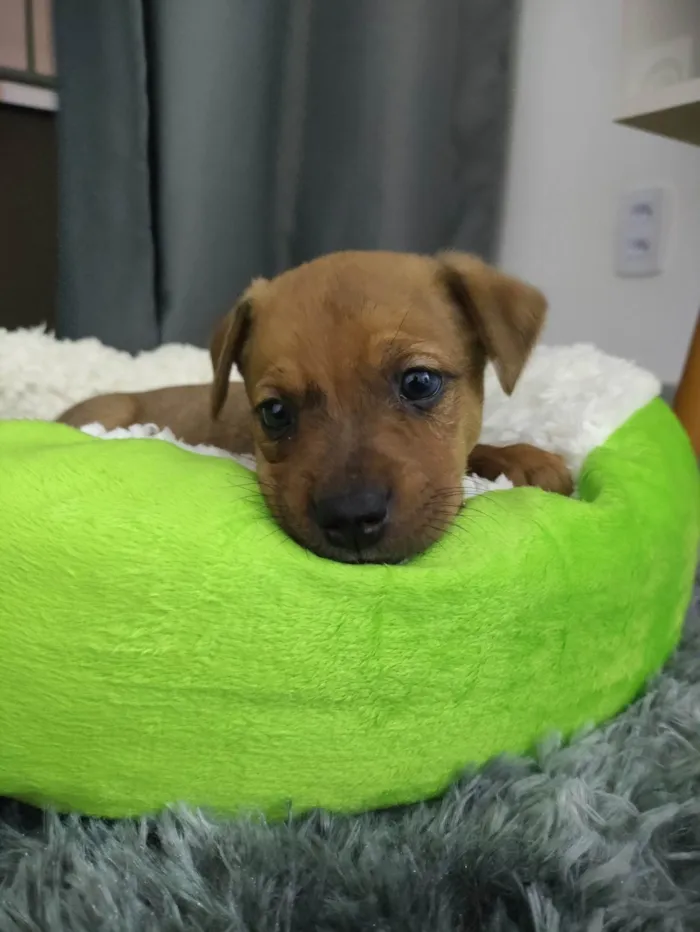 Cachorro ra a SRD-ViraLata idade Abaixo de 2 meses nome Amora
