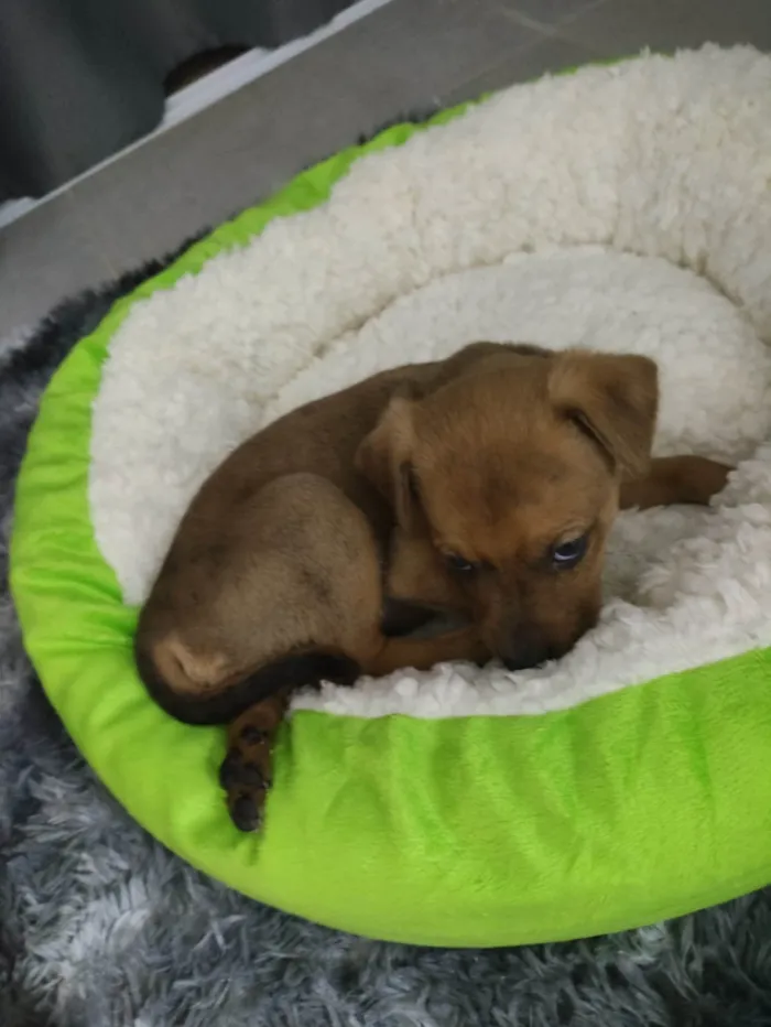 Cachorro ra a SRD-ViraLata idade Abaixo de 2 meses nome Amora