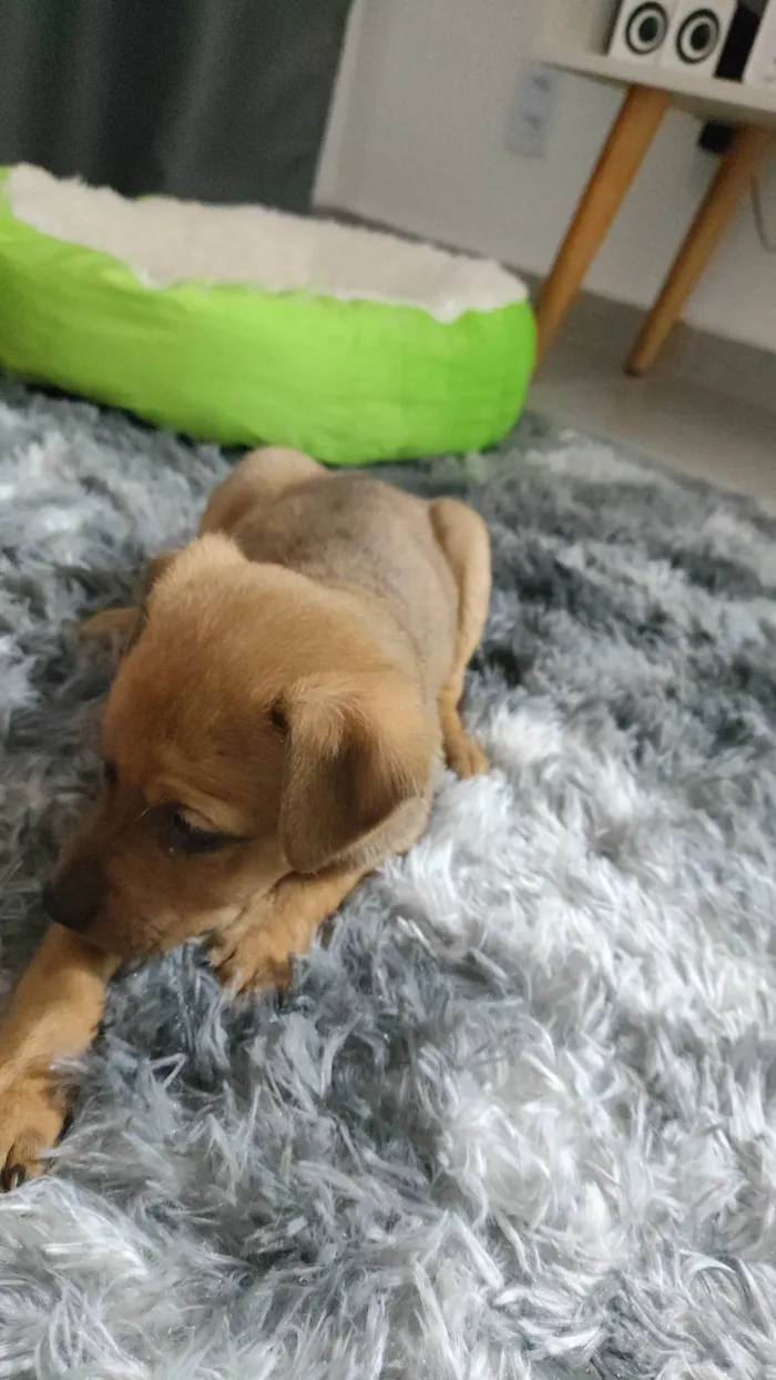 Cachorro ra a SRD-ViraLata idade Abaixo de 2 meses nome Amora