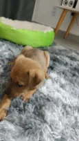 Amora