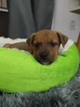 Amora