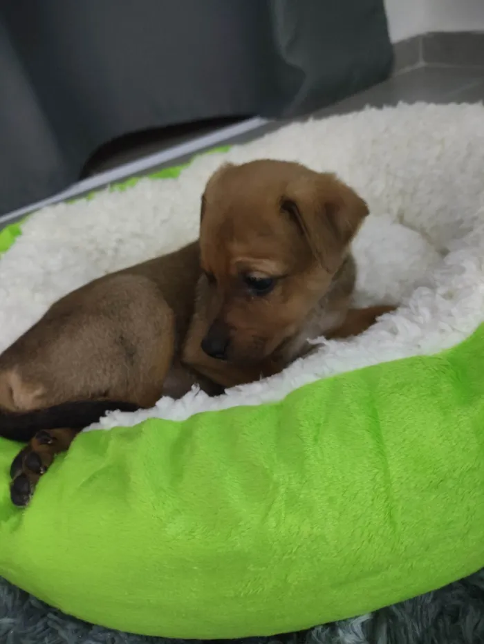 Cachorro ra a SRD-ViraLata idade Abaixo de 2 meses nome Amora