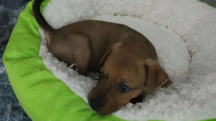 Cachorro ra a SRD-ViraLata idade Abaixo de 2 meses nome Amora