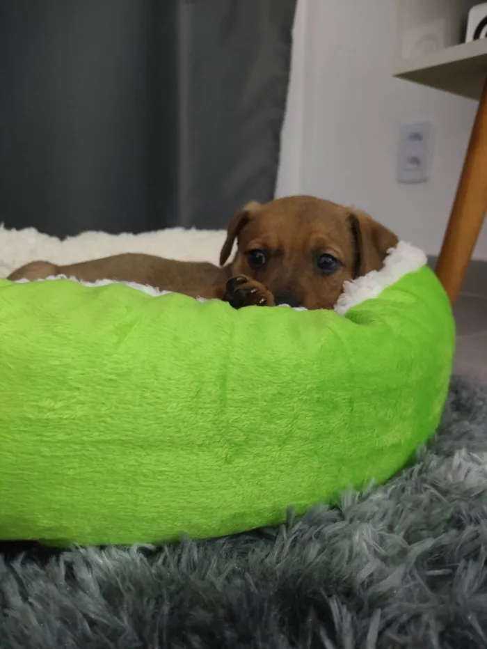 Cachorro ra a SRD-ViraLata idade Abaixo de 2 meses nome Amora