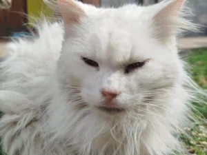 Gato raça SRD-ViraLata idade 2 anos nome Branca