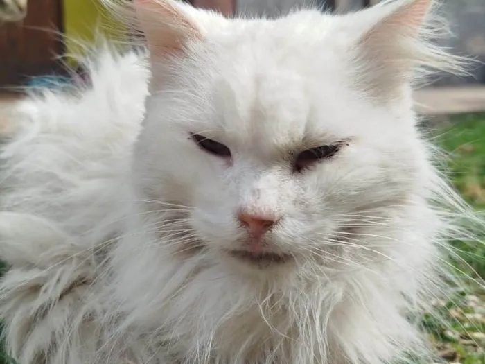 Gato ra a SRD-ViraLata idade 2 anos nome Branca