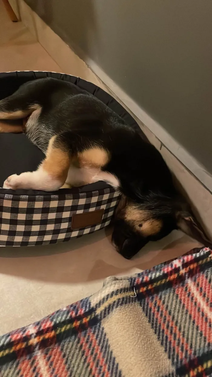 Cachorro ra a SRD-ViraLata idade 2 a 6 meses nome Shanti