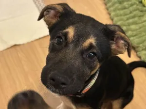 Cachorro raça SRD-ViraLata idade 2 a 6 meses nome Shanti