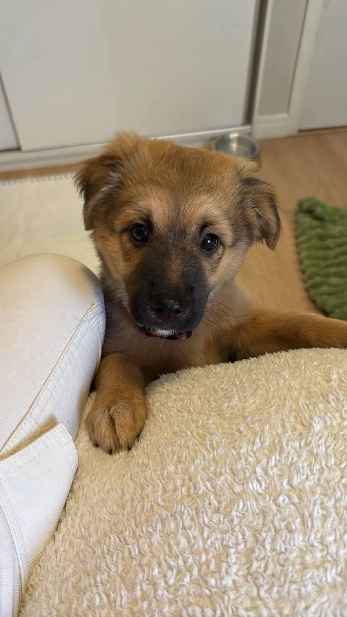 Cachorro ra a SRD-ViraLata idade 2 a 6 meses nome Buda