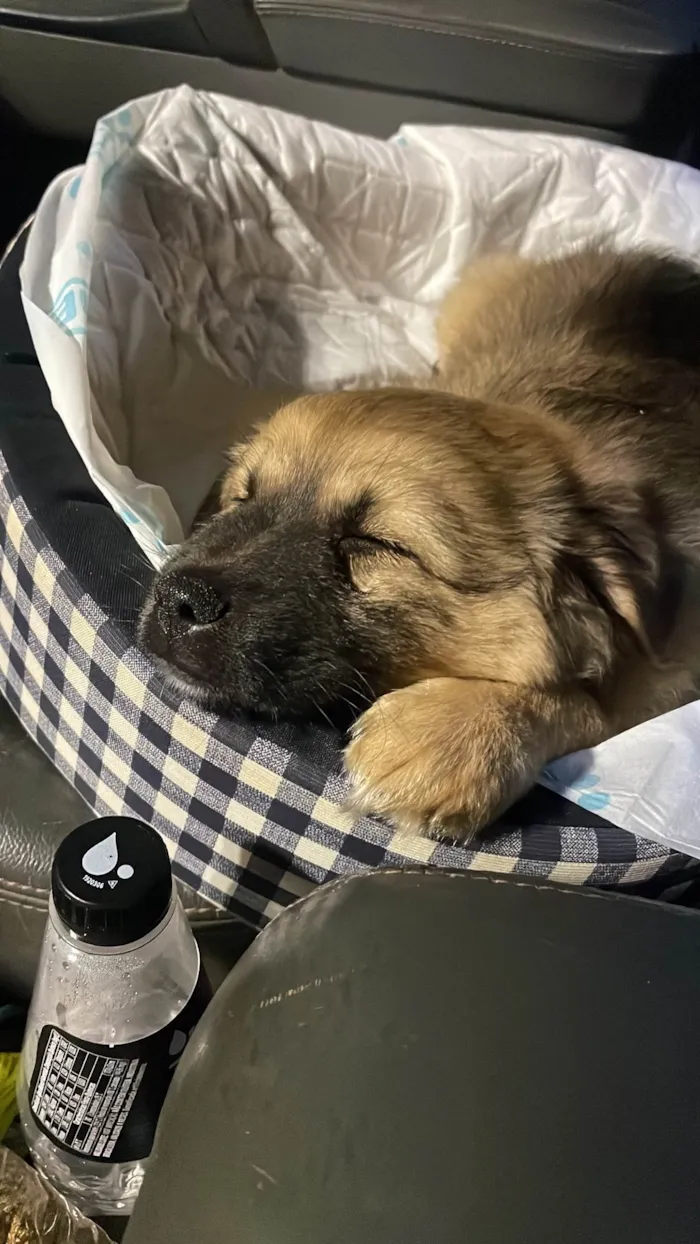 Cachorro ra a SRD-ViraLata idade 2 a 6 meses nome Buda