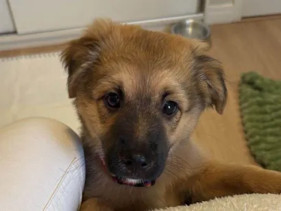 Cachorro raça SRD-ViraLata idade 2 a 6 meses nome Buda