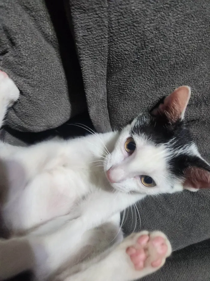 Gato ra a SRD-ViraLata idade 2 a 6 meses nome Pisca - pipi