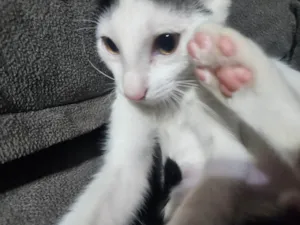 Gato raça SRD-ViraLata idade 2 a 6 meses nome Pisca - pipi