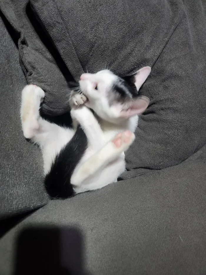Gato ra a SRD-ViraLata idade 2 a 6 meses nome Pisca - pipi