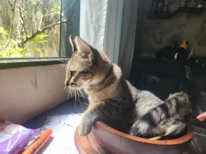 Gato raça SRD-ViraLata idade 2 a 6 meses nome Raul