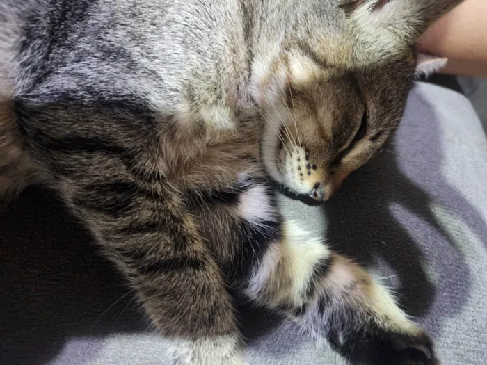 Gato ra a SRD-ViraLata idade 2 a 6 meses nome Raul