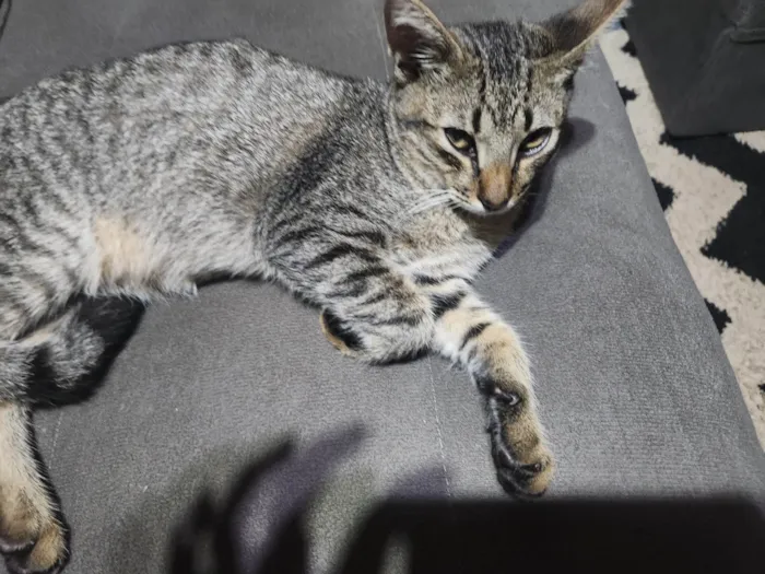 Gato ra a SRD-ViraLata idade 2 a 6 meses nome Raul