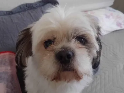 Cachorro raça Shitzu idade 4 anos nome Théo 