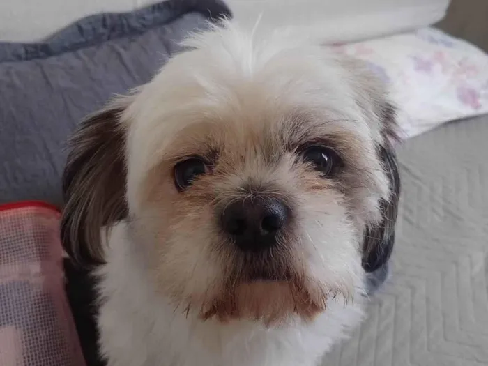 Cachorro ra a Shitzu idade 4 anos nome Théo 