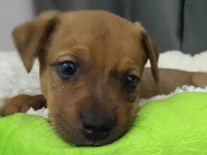 Cachorro raça SRD-ViraLata idade Abaixo de 2 meses nome Amora