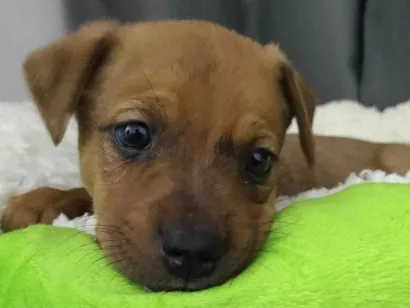 Cachorro raça SRD-ViraLata idade Abaixo de 2 meses nome Amora