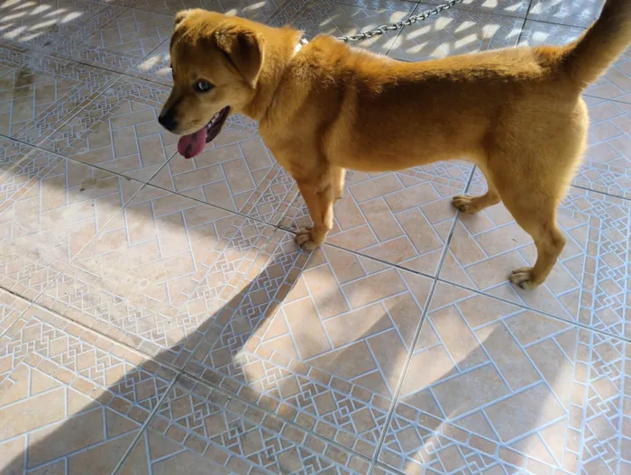 Cachorro ra a SRD-ViraLata idade 7 a 11 meses nome Billy 