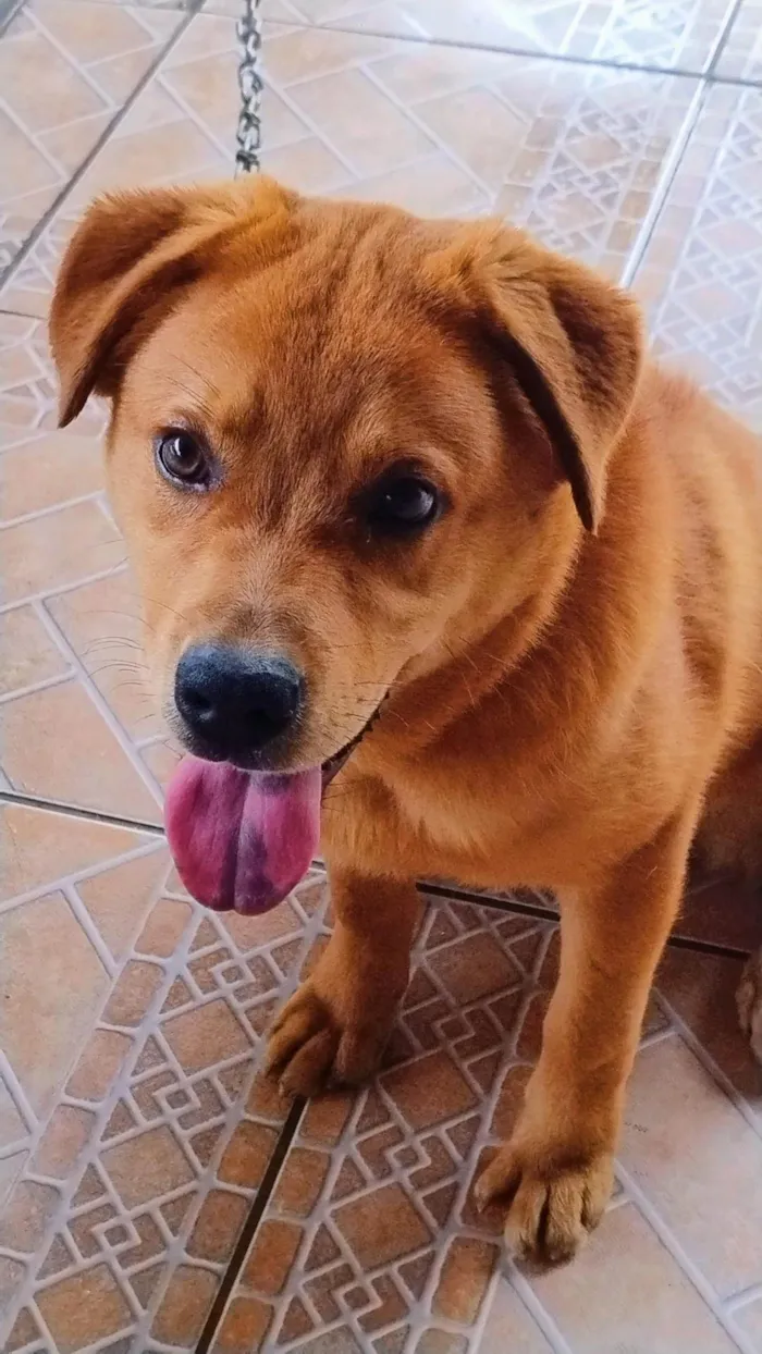 Cachorro ra a SRD-ViraLata idade 7 a 11 meses nome Billy 