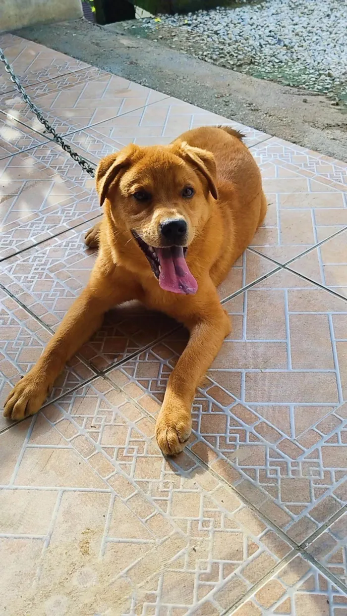Cachorro ra a SRD-ViraLata idade 7 a 11 meses nome Billy 