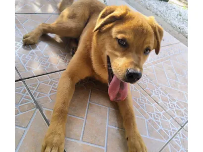 Cachorro raça SRD-ViraLata idade 7 a 11 meses nome Billy 