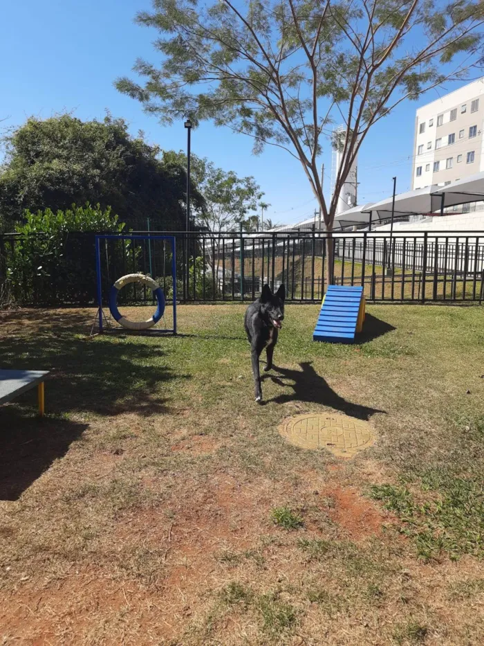 Cachorro ra a SRD-ViraLata idade 2 a 6 meses nome Kira