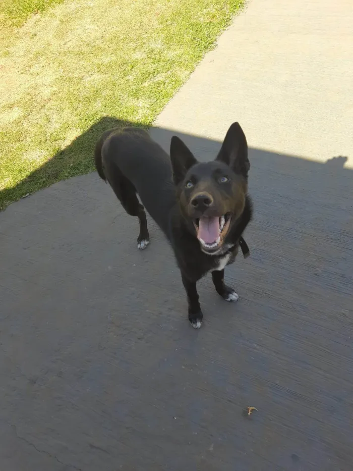 Cachorro ra a SRD-ViraLata idade 2 a 6 meses nome Kira