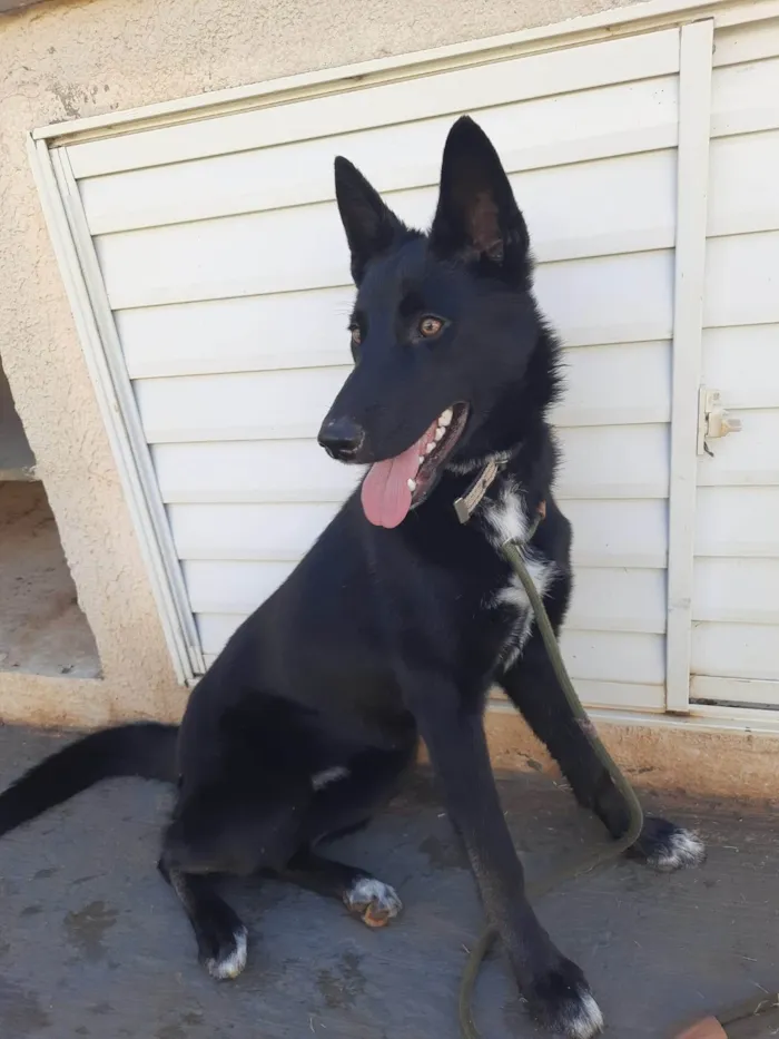 Cachorro ra a SRD-ViraLata idade 2 a 6 meses nome Kira
