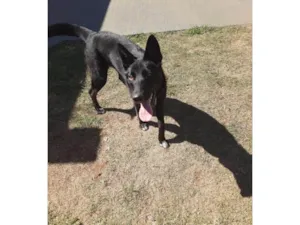 Cachorro raça SRD-ViraLata idade 2 a 6 meses nome Kira