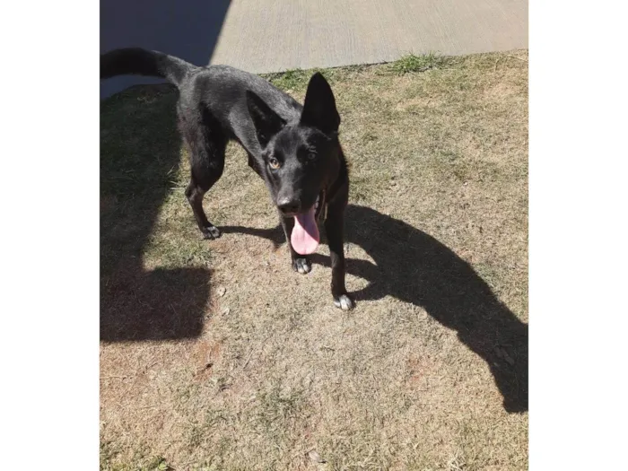 Cachorro ra a SRD-ViraLata idade 2 a 6 meses nome Kira