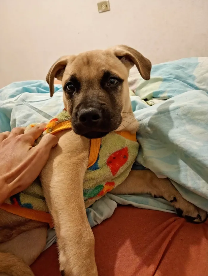Cachorro ra a SRD-ViraLata idade 2 a 6 meses nome Hércules 