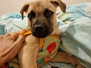 Cachorro raça SRD-ViraLata idade 2 a 6 meses nome Hércules 