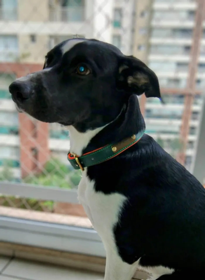 Cachorro ra a SRD-ViraLata idade 1 ano nome Lucky 