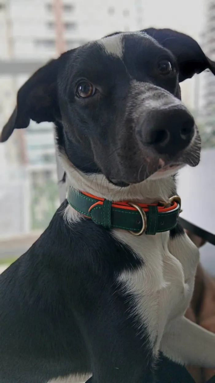 Cachorro ra a SRD-ViraLata idade 1 ano nome Lucky 