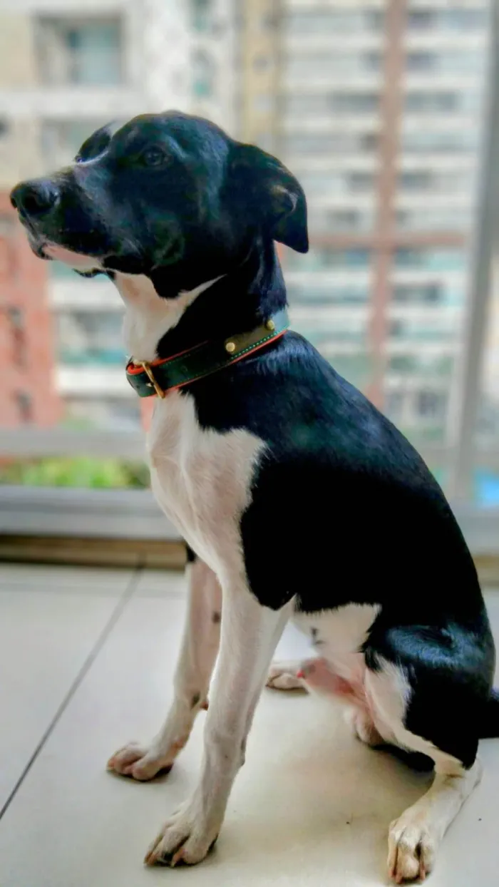 Cachorro ra a SRD-ViraLata idade 1 ano nome Lucky 
