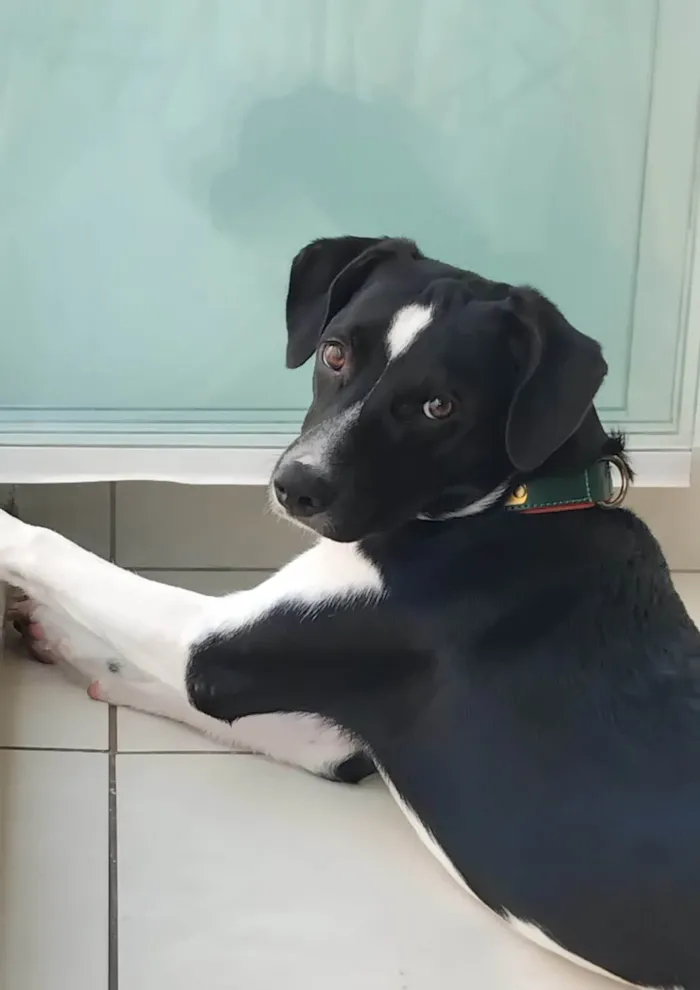 Cachorro ra a SRD-ViraLata idade 1 ano nome Lucky 
