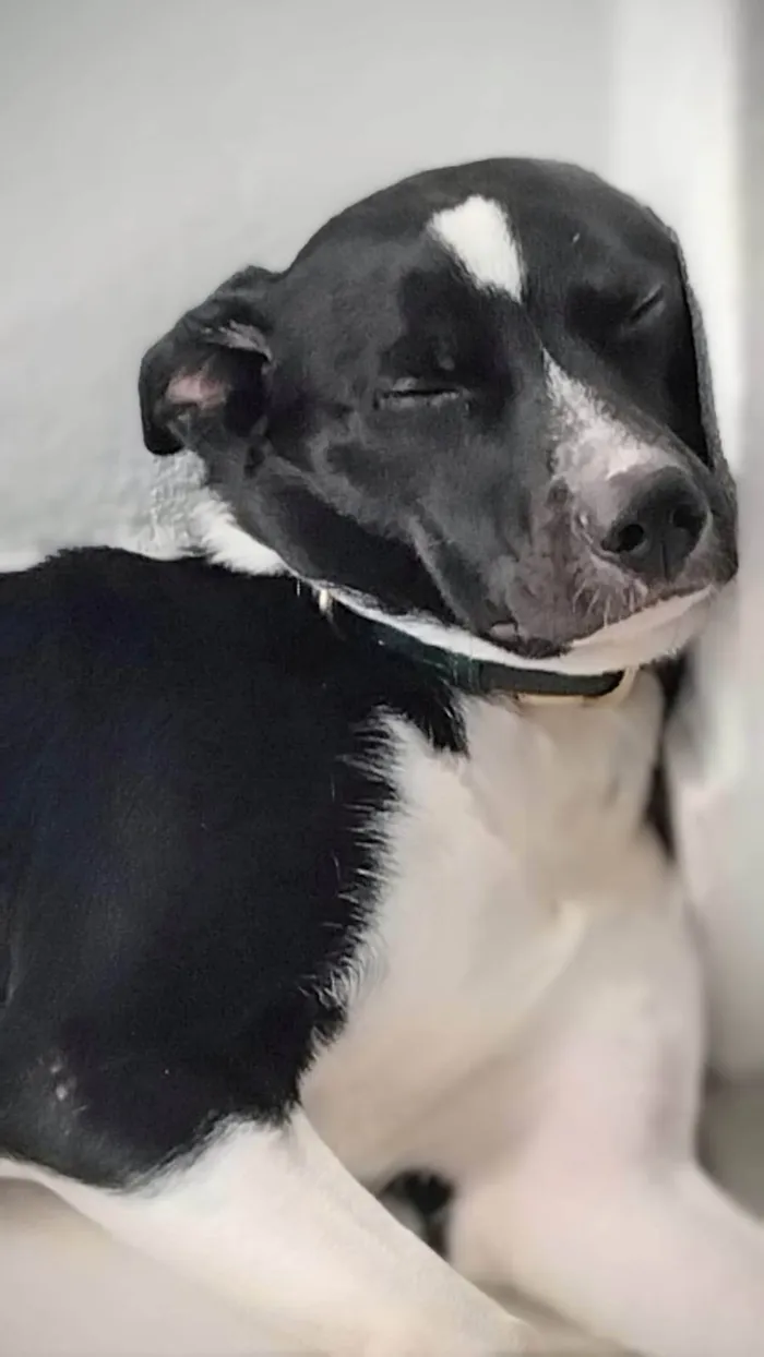 Cachorro ra a SRD-ViraLata idade 1 ano nome Lucky 