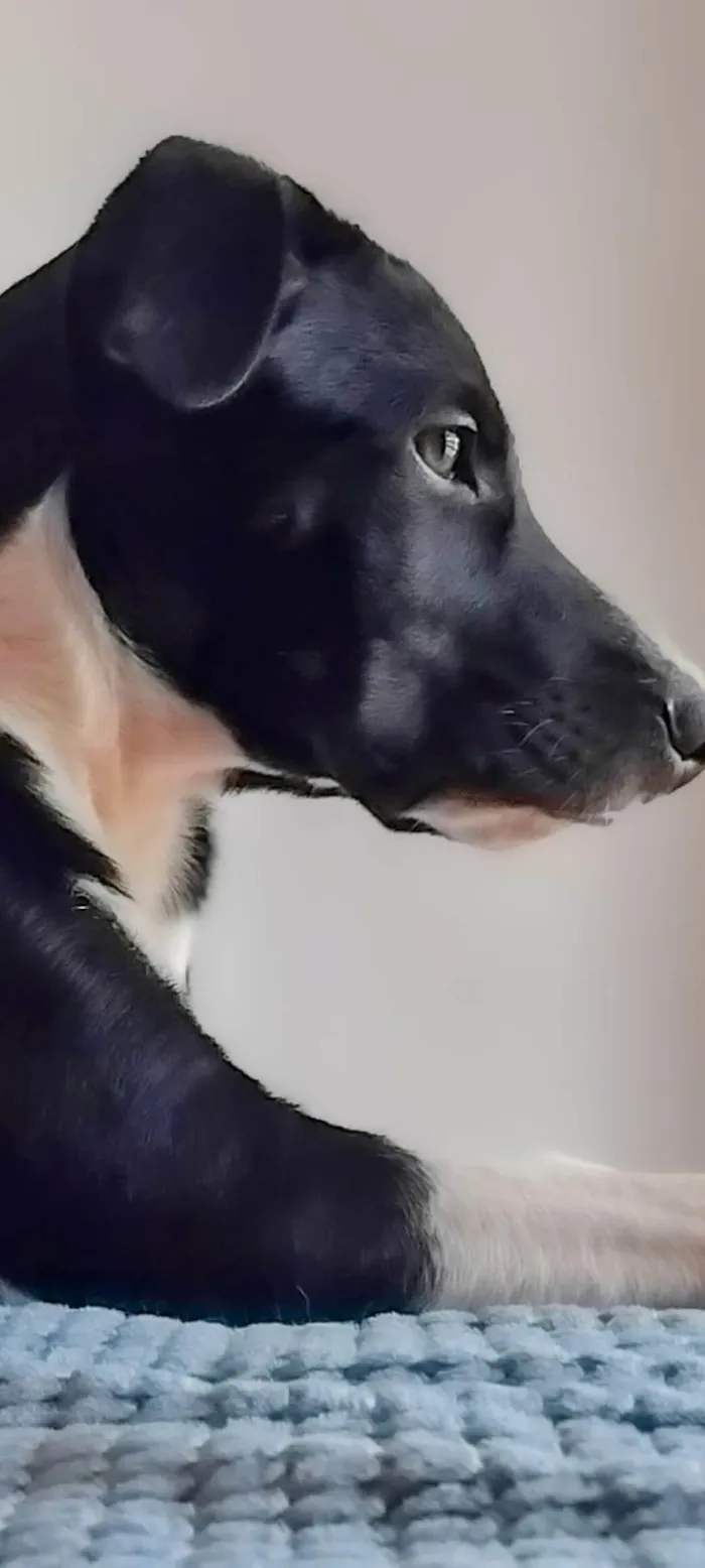 Cachorro ra a SRD-ViraLata idade 1 ano nome Lucky 