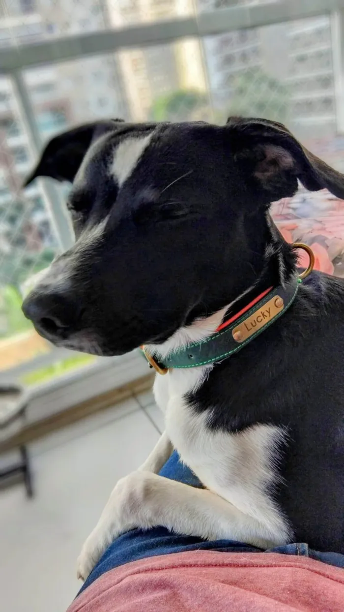 Cachorro ra a SRD-ViraLata idade 1 ano nome Lucky 