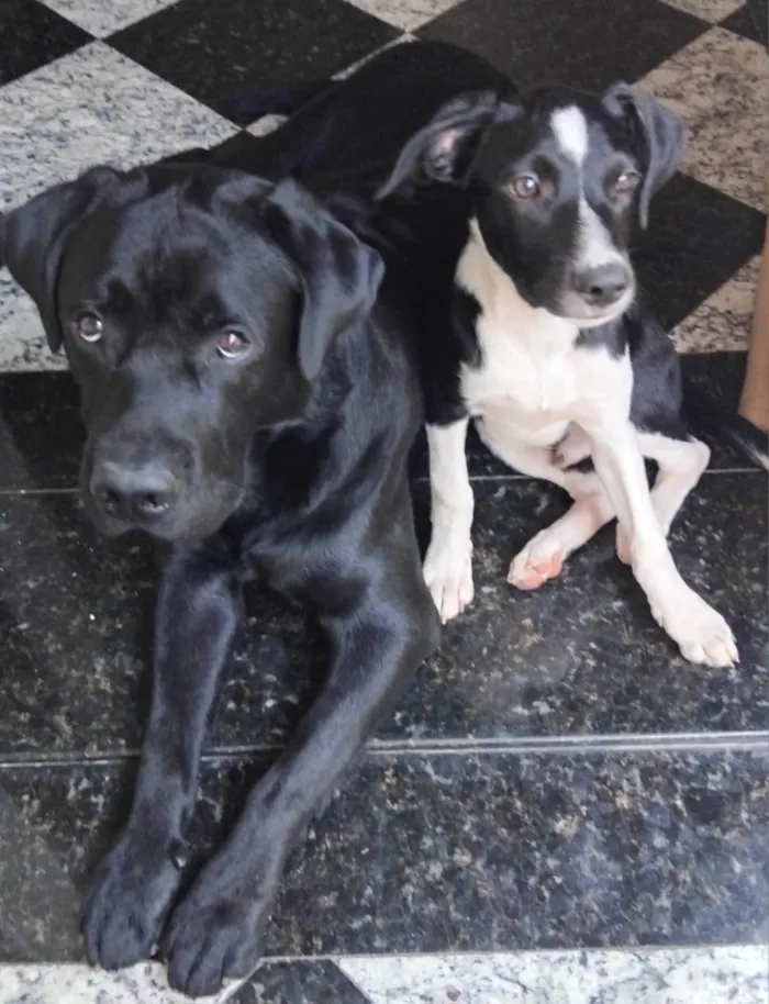 Cachorro ra a SRD-ViraLata idade 1 ano nome Lucky 