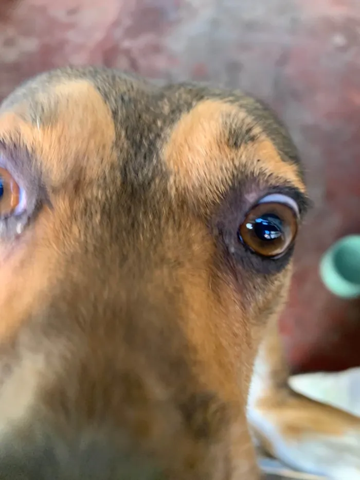 Cachorro ra a SRD-ViraLata idade 4 anos nome Luna
