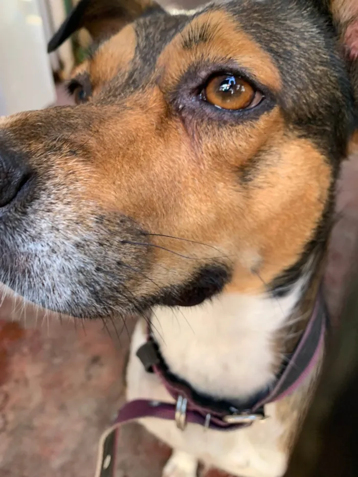 Cachorro ra a SRD-ViraLata idade 4 anos nome Luna